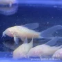 活体热带长尾垃圾老鼠鱼