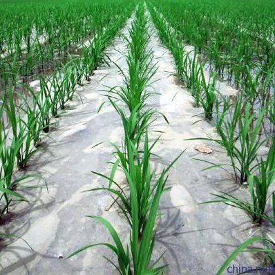 Производитель оптом поставляет полиэтиленовую (ПЭ) сельскохозяйственную мульчирующую перфорированную черную пленку для теплиц, черно-белую пленку, пленку для капельного орошения, пленку для винограда.