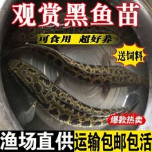 �����絭ˮ��ֳʳ�����������������ˮ��������������㻨������