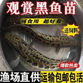黑鱼苗淡水养殖食用乌鳢生鱼财鱼苗冷水观赏鱼乌鱼苗草鱼花鲢鱼苗