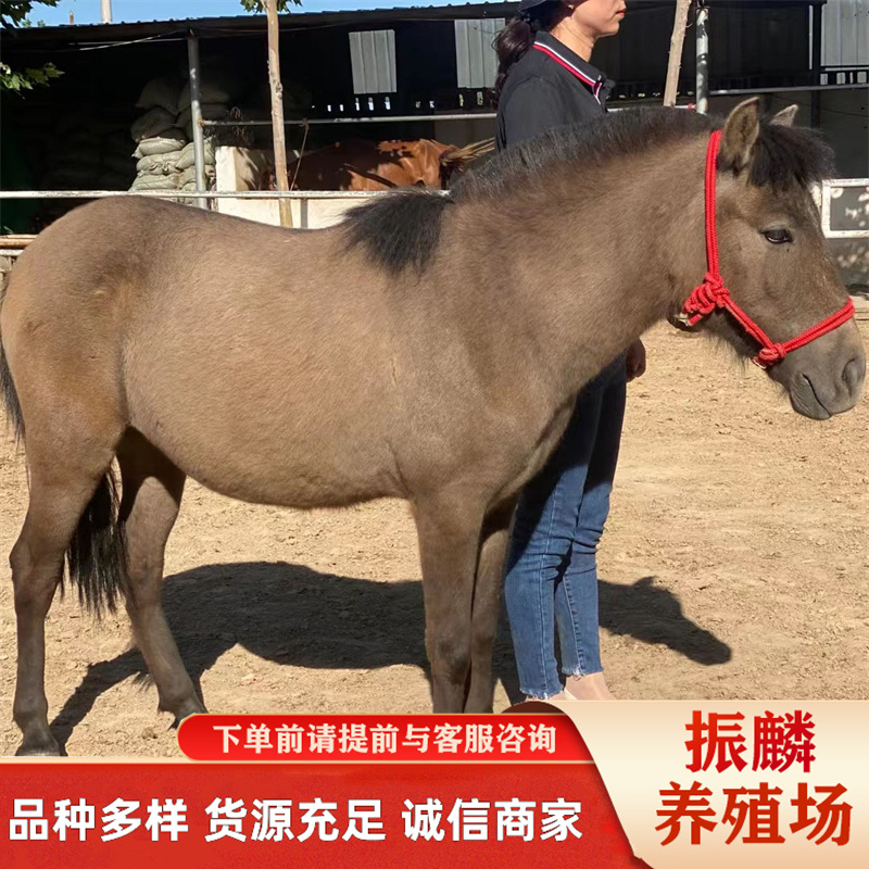 矮马养殖基地在哪里 哪有租赁矮马的 进口设特兰小矮马一只
