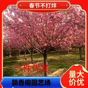 һ�����l�ѻ����������ձ��ѻ�С���ϱ���ͥԺ�������Ի���@��ֲ