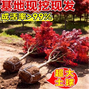 �t������ͥԺ�L�����������ͺ��������ļ��t�輧�ļ��ձ��t����