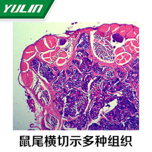 人体病理学神经系统生物玻片标本 生物切片 批发