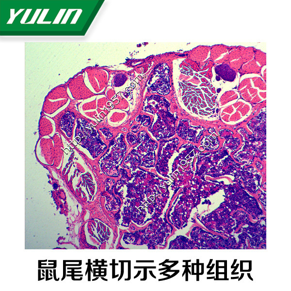 人体病理学神经系统生物玻片标本 生物切片 批发