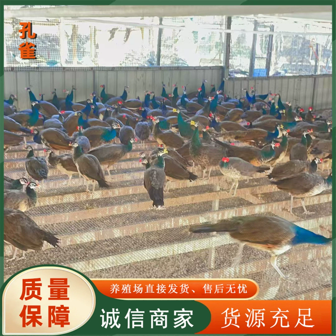 Где купить павлинов через год и сколько стоят синие павлины через пять лет? Ферма павлинов