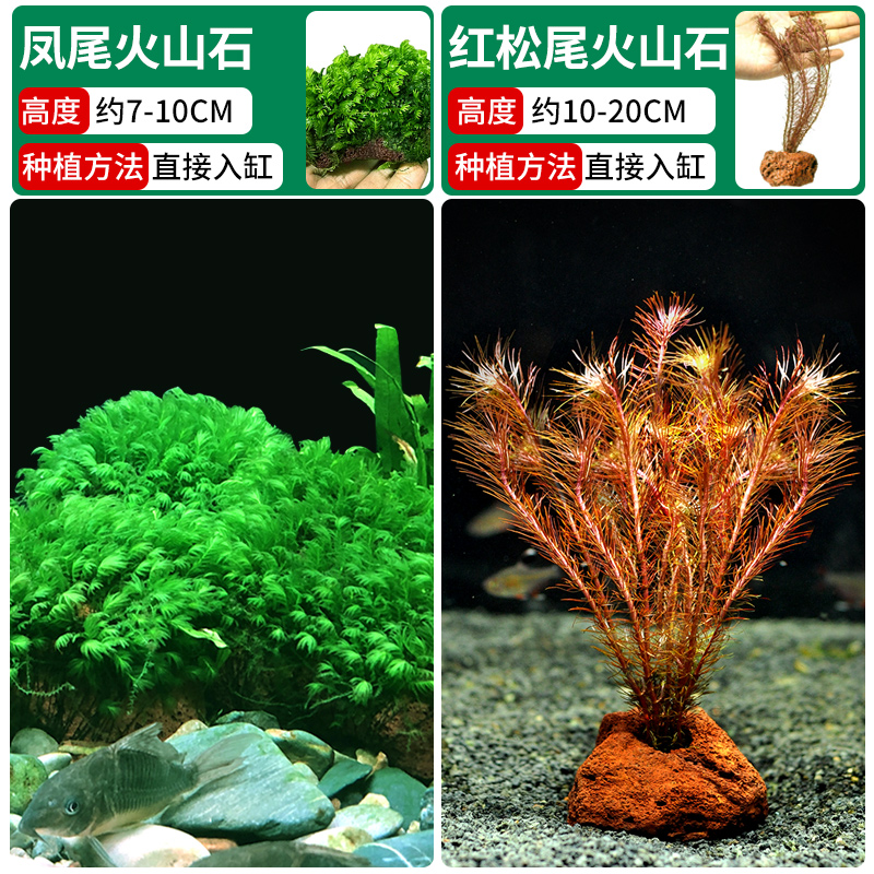 봉황꼬리 화산석 + 적송꼬리 화산석 [클래식 조합]❤훌륭한 가치]