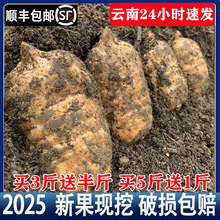 【顺丰包】云南昭通小草坝天麻新鲜仿野生种植挖发