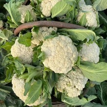 珍玉松花90/100花菜种籽子春秋高产抗病耐寒耐湿口感好青梗松花菜