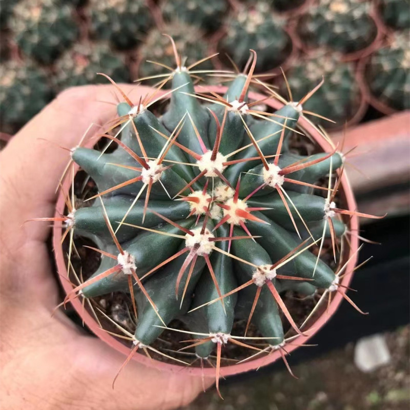 大仙人球コレクション、鉢植えの開花仙人掌、多肉植物、星兜瑞昌玉、玉龍鳳玉、玉翁|undefined