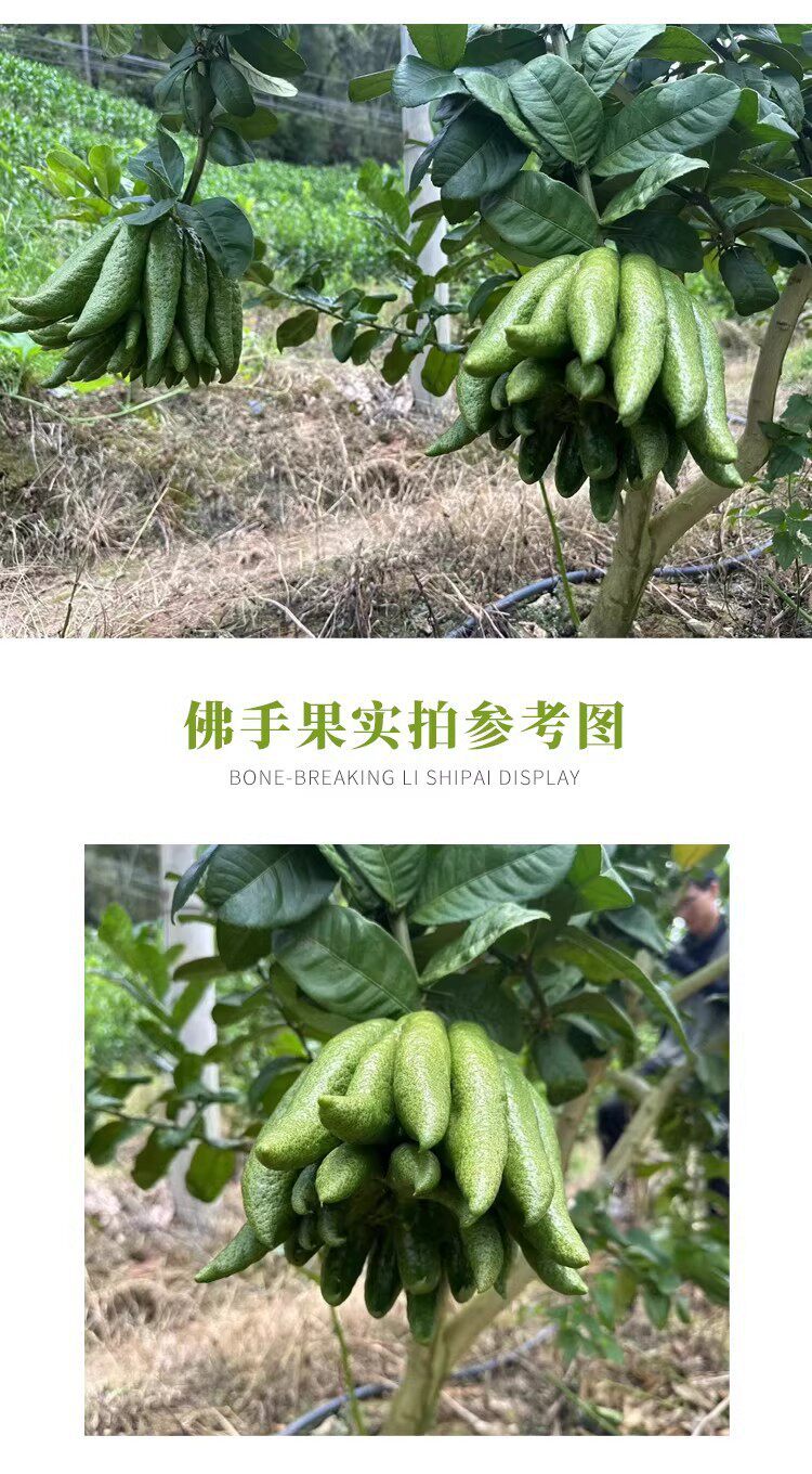Fresh Fingered Citron Branches Buddha Hand Fruit for Water Cultivation and Display specifications