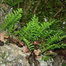 广西新鲜骨碎补500克g毛姜爬岩姜石岩姜猴姜毛申姜羌槲蕨好货