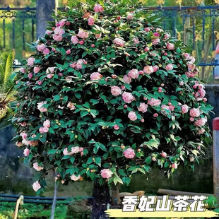 ɽ�軨������ɫ�൤���Ի��ܾGֲ��õ�廨���B�ļ��N�_���̨�ͺ�