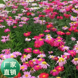 Wholesale wildflower combination seed mixed color cosmos perennial perennial root shade-tolerant combination perennial