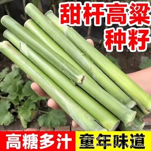 ��U�N�і|����UС�����J�ڸ������J�Uˮ���N��ԭ�b�߲˷N�Ӵ�ȫ