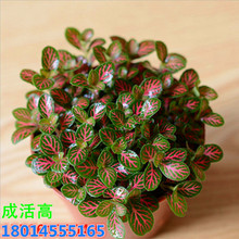 ���l �G�W�y������ �t�W�y��С�� �ϱ����Nֲ�҃���ֲ������՚�