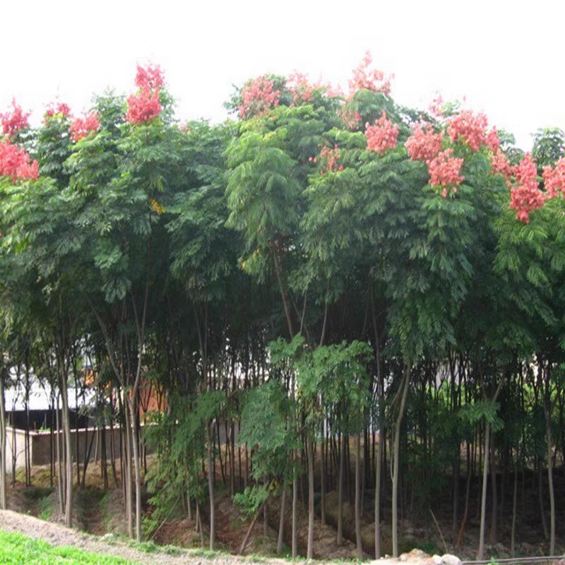 基地直供栾树苗黄山栾北栾南栾绿化工程绿植行道树庭院花园遮荫树