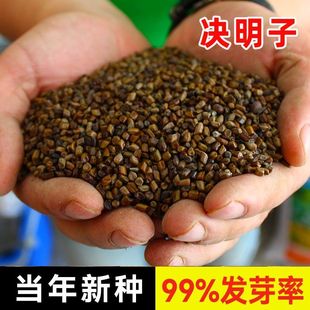 NֲÛQӷNӼپGNݲļNoо