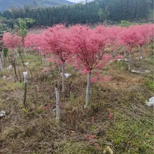 太乐红枫全冠三季红枫基地直发量大价优