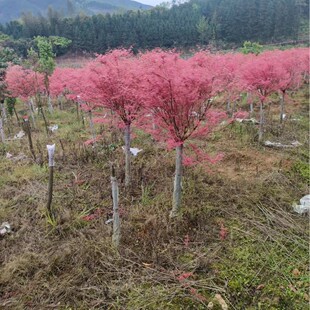 ̫���t��ȫ�������t������ֱ�l����r��