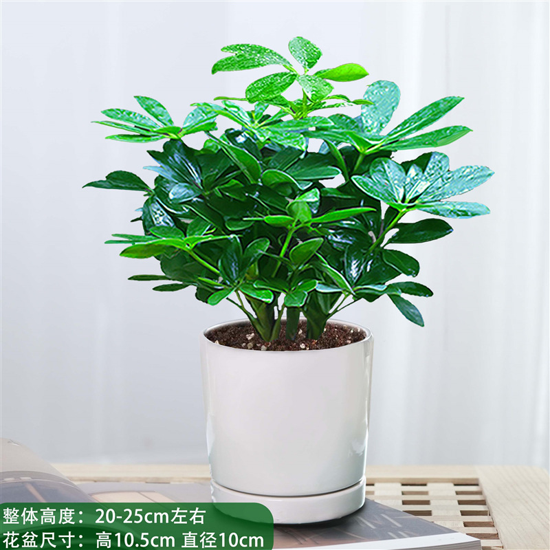 Bafanglaicai 한 냄비에 4개의 무광택 세라믹 냄비 + 비료