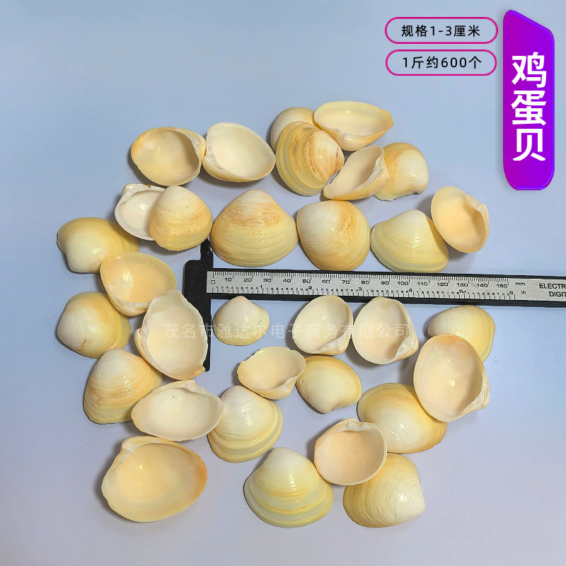 天然法螺貝 卸売供給源 魚水槽造園 工芸品 消耗品 1-10cm シェル|undefined