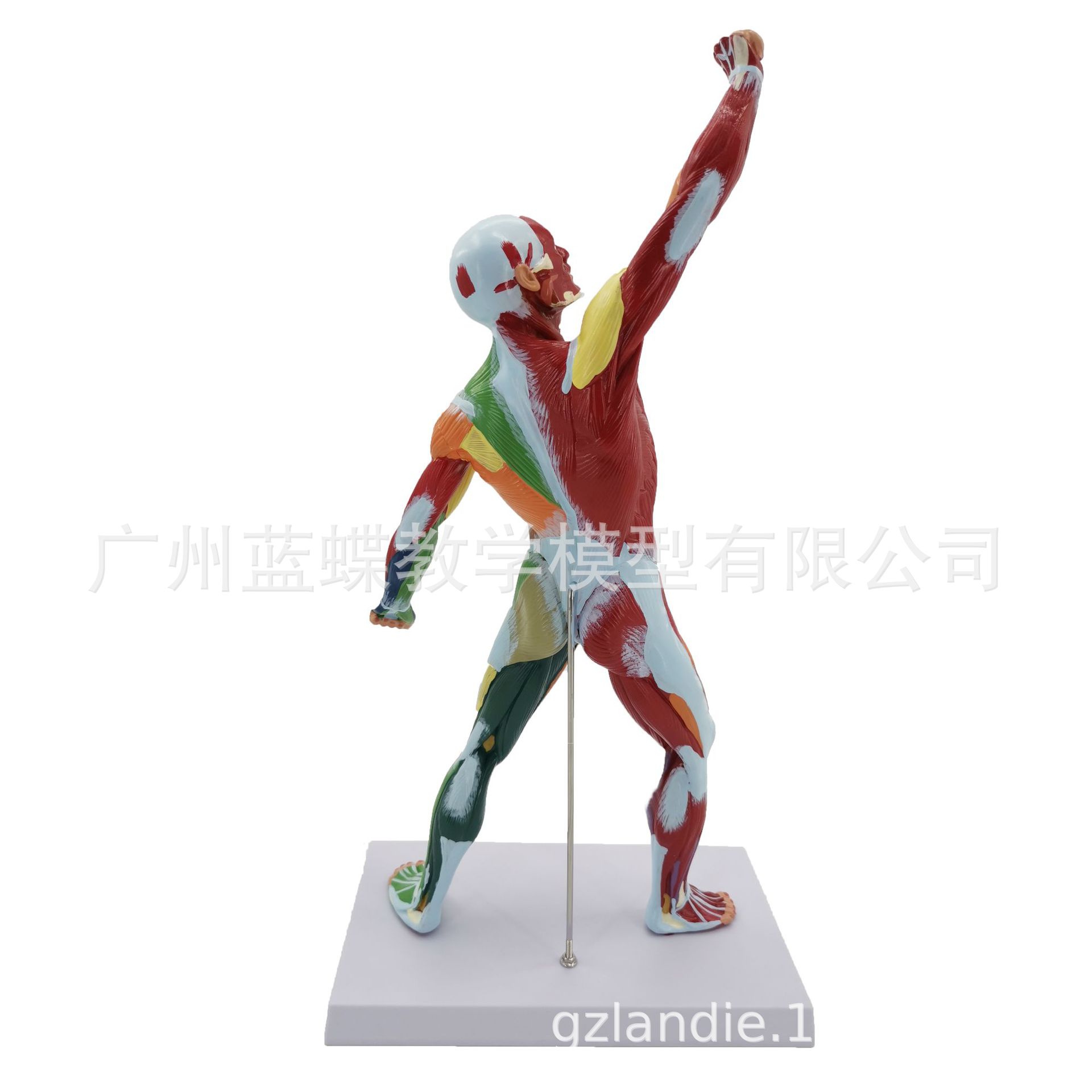 50CM�����˽��� ��������ģ��ҽѧ��ɫ����ȫ������ģ�� �˶��ṹ