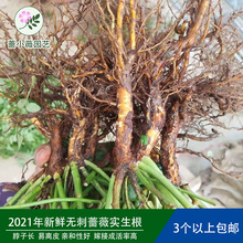 日本无刺蔷薇 日本无刺蔷薇品牌 图片 价格 日本无刺蔷薇批发 阿里巴巴