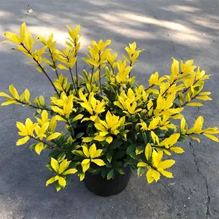 ���S���۹��硿С���S���۹�����@�־G����ľֱ�N�Gֲ��ľ����