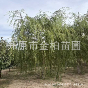 �z�^������L���е����֦���������|������С������ֲ�ﺵ��