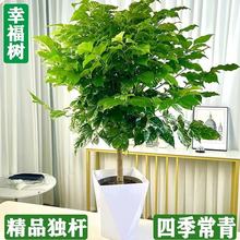 幸福树盆栽室内客厅新家易成活净化空气大绿植办公室四季常青植物