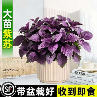 ���K�����Կ�ʳ�ÏN���������ֲ���_�վGֲ���r���K�~��ʳ������