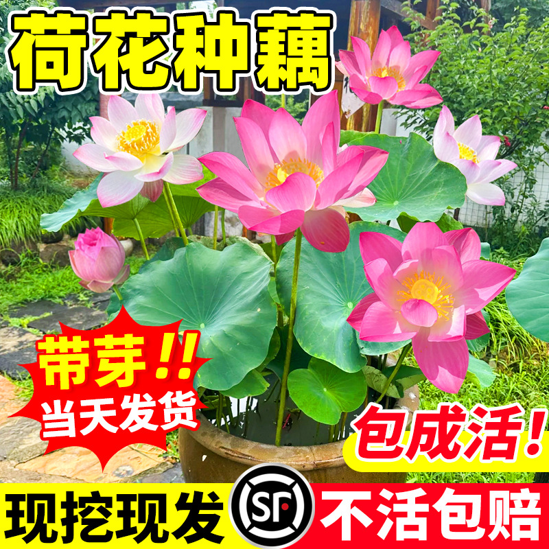 观赏荷花种根藕苗盆栽水养大型荷花种藕花苗室内好养水培花卉植物