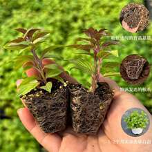 32�N����С��Ʒ�N�Rȫ ���m�������ǹ��O��Ħ�����ˮ����{��