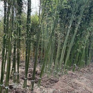 �ͺ�������ļ�����ͥԺ����ֲ���������������_�h�G��������