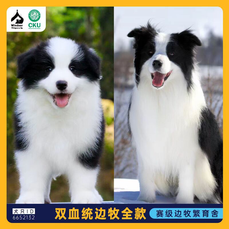 Border Shepherd Dog Border Collie Puppy Live Black and White Meteorite Border Collie Medium-sized Border Shepherd Pet Live