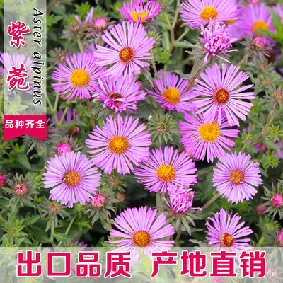 紫菀种子荷兰菊四季易种室外庭院阳台景观花海多年生耐寒花籽子