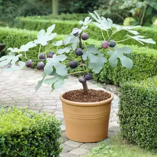 种植姬红金矮化苗芭劳奈特大果波果树无花果树庭院阳台盆栽傲芬苗