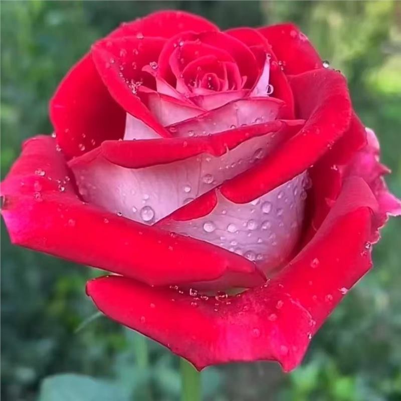 四季咲きのバラの花苗、特大の花つる苗、屋内外のバルコニー鉢植えバラ|undefined