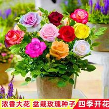 玫瑰花种子四季开花易活花种籽子室内盆栽室外庭院绿植物鲜花种子