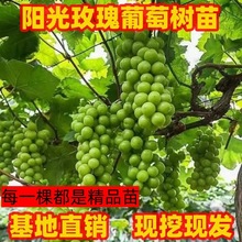 葡萄树苗阳光玫瑰葡萄树苗南方北方庭院种植阳台盆栽阳光玫瑰树苗