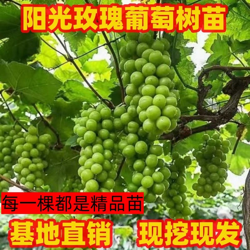 葡萄树苗阳光玫瑰葡萄树苗南方北方庭院种植阳台盆栽阳光玫瑰树苗