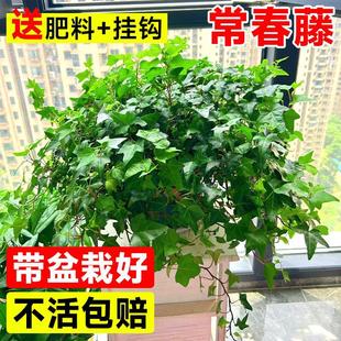 ��߅����������ˮ�໨�ܾGֲ���҃ȴ����m�Gֲ���B�ļ������L����