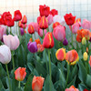 Tulip species ball big ball tulip seeds soil Peiwu View flower potted potted perennial ball root -resistant flowers