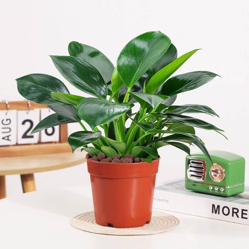 골드 다이아몬드 20cm 한정 구입 + 오리지널 흙 분지 + 영양 용액 1 개