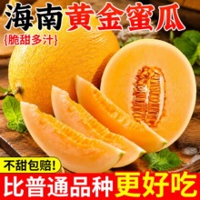 海南金色年华黄金密甜瓜黄皮哈密瓜甜香甜瓜网纹黄皮哈密瓜批发