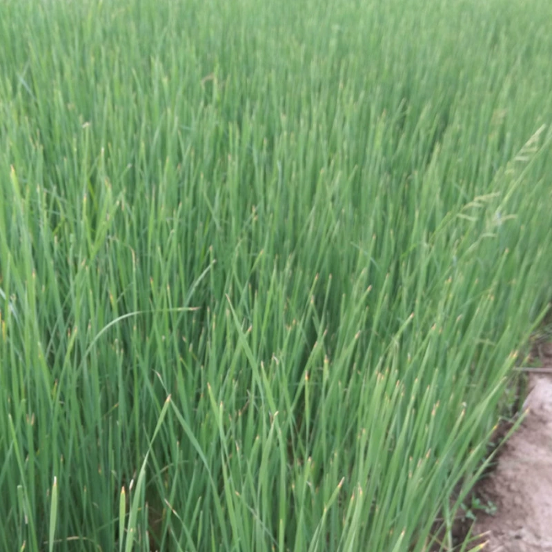 Фабрика оптом маленький Рог озеленение воды водные цветы водно-болотное угодье парк водные растения Большие выгодно