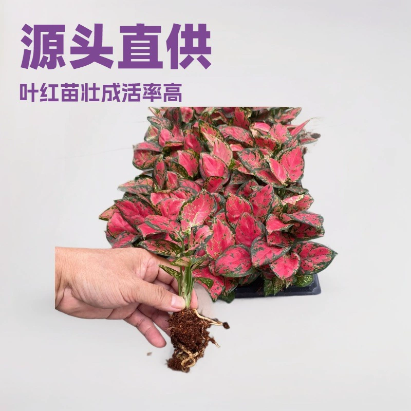 Производитель тканевых культур поставляет комнатные зеленые растения, красный Руйи, красивые саженцы травы в рубчик, удачу, саженцы цветов оптом