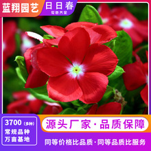 ���l���մ��N���̨�����L�������Ѽ�ͥ�[�O�^�p���ĕr�����ܷN��