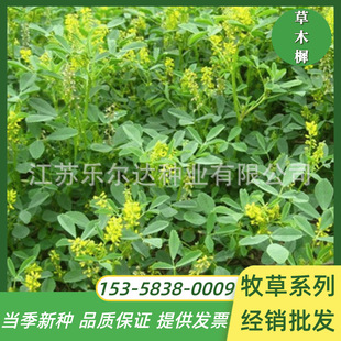 Mignonette Seeds, Green Fertilizer, Yellow-Flowered Alfalfa, Mignonette, Summer Drought-Resistant and Heat-Resistant Slope Protection, Nectar Plant, Four-Season Pasture